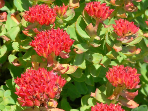 Rhodiola Rosea root extract Rhodiola Rosea root extract